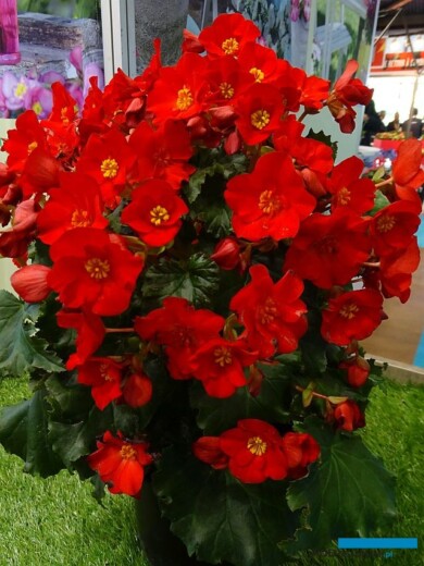 Begonia MacaRouge, zgłoszona do konkursu Innovert®_Salon du Vegetal 2019