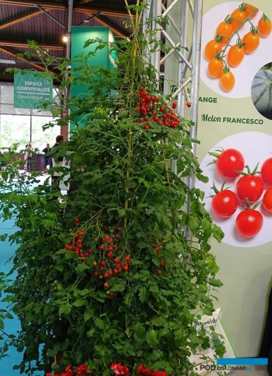 Pomidor Perlino F1_Salon du Vegetal 2019