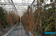 Plantacja pomidorów zaatakowana przez rak bakteryjny