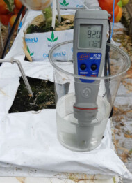 Dezynfekcja jest skuteczna, jeśli na końcu rzędu ORP wody z kroplownika ma podobny wynik jak w mieszalniku