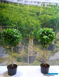_Maki Plants_Ficus-benjamina__Flower-Show-Istanbul 2019