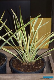 Phormium Golden Ray_Işikpeyzaj_Flower-Show-Istanbul 2019