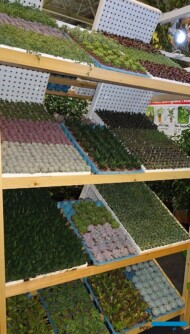 Sukulenty rozmnożone in vitro w firmie Garden Plant_Flower-Show-Istanbul 2019
