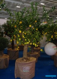 Cytryna_Flower-Show-Istanbul 2019
