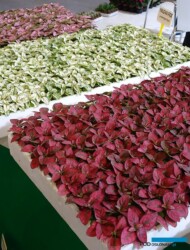 Hypoestes_Yalova Fide_Flower-Show-Istanbul 2019