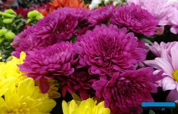 Chryzantemy_fot. A-Cecot