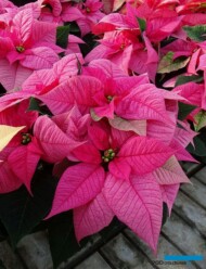 Poinsecja_Christmas Glory Pink_Niemczewscy 2019
