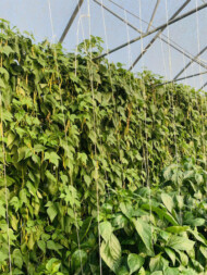 Plonująca plantacja fasoli płąskostrąkowej w podłożu kokosowym - 15 lipca 2019