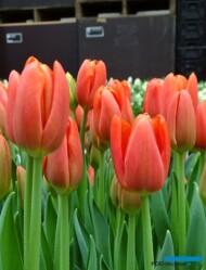 Tulipan_Orange Juice