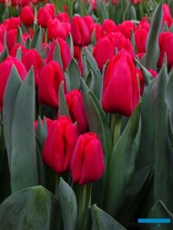 Tulipan_Ile de France