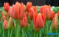 Tulipan 'Orange Juice' - jedna z odmian o rosnącym znaczeniu
