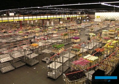 Giełda Royal FloraHolland w Aalsmeer