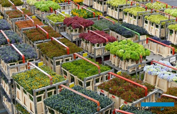 Holandia utrzymuje swoją mocną pozycję eksportera roślin ozdobnych