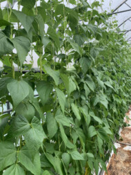 tak prezentowały się rośliny fasoli płaskostrąkowej w uprawie bezglebowej w podłożu kokosowym 21 maja 2019