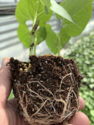 Rozsada fasoli w podłożu kokosowym, rośliny są dobrze ukorzenione - 30 marca 2019