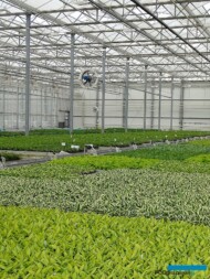 Produkcja materiałów wyjściowych do dalszej uprawy bylin w szklarni Vitroflory w Trzęsaczu