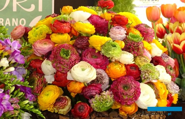 Myplant-and-Garden 2019_Ranunculus