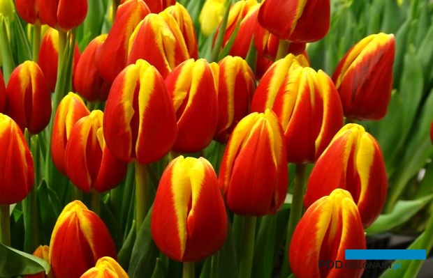 Wystawa Tulipanów w Wilanowie to przegląd kwiatów krajowej produkcji prowadzonej pod osłonami_Tulipan Denmark