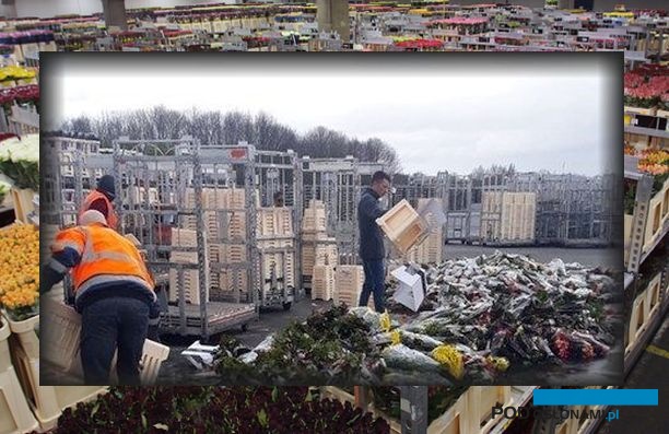 Wyrzucanie niesprzedanych kwiatów na aukcji Royal FloraHolland