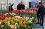 Tulip Trade Event 2019