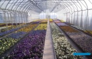 Typowy bieżący obrazek z gospodarstwa z sezonową produkcją roślin ozdobnych - niesprzedane bratki zapełniają obiekt, w którym powinno już być miejsce na kolejną produkcję