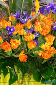 Tulipan_Monte-Orange_B-Krolik_Gardenia 2020