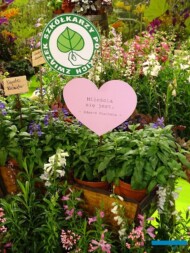 byliny_Barcikowscy_Gardenia 2020_walentynki