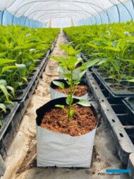 Roślina papryki posadzona w pojemniku uprawowym (grow-pot) wypełnionym podłożem kokosowym