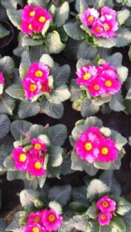 Pierwiosnki Strawberry z serii Finish/Eblo F1