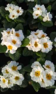 Pierwiosnek White z grupy Finish/Eblo F1, fot. 1-7 O. Stępień