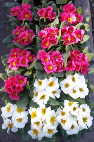 Pierwiosnki Strawberry i White z serii Finish/Eblo F1