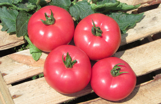 pomidor malinowy Kwintella