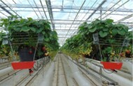 Do szklarniowej produkcji truskawek niezbędne są rynny uprawowe