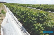 Plantacja malin - rośliny po zdjęciu osłony