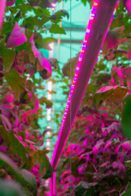 Do doświetlania międzyrzędowego wykorzystano lampy Philips GreenPower LED interlighting