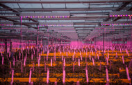 Nad roślinami zamontowano moduły Philips GreenPower LED toplighting