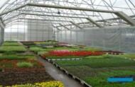 Jedna z naw tunelu zblokowanego w gospodarstwie Diant-Pol Polska (migawka z końca kwietnia), które specjalizuje się w produkcji sezonowych roślin ozdobnych, zwłaszcza przeznaczonych do miejskich nasadzeń, fot. A. Cecot