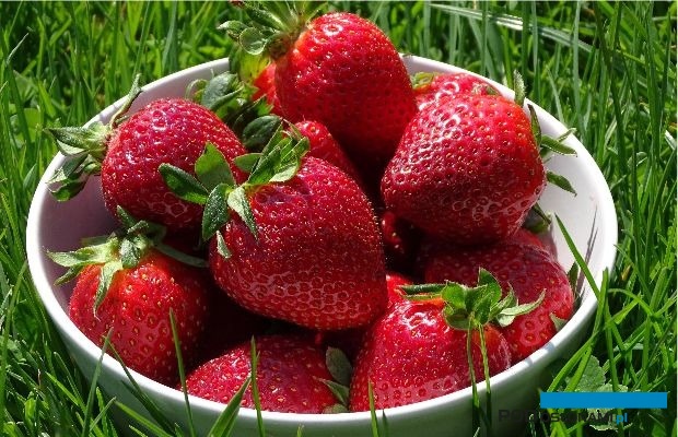 Truskawki to najbardziej wyczekiwane owoce sezonowe