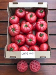 Pomidor malinowy testowany pod numerem DRTG4801