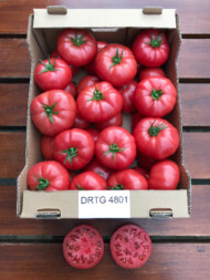 Pomidor malinowy DRTG4801
