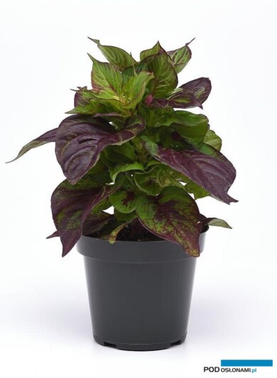 Celosia Sol™ ‘Gekko Green’