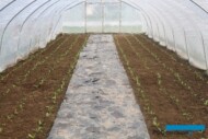 Głąbik krakowski posadzony późną jesienią na zbiory wiosną fot P Bucki