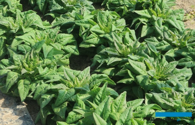 Głąbiki krakowskie przed wybiciem w pędy kwiatostanowe (fot. P. Bucki)