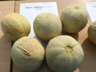 Melony siatkowane odmian pochodzących z Tajlandii (fot. P. Bucki)
