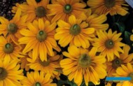 Fleuroselect ogłosił 3 złote medalistki na 2021 r., wśród których znalazła się owłosiona ‘Amarillo Gold’, fot. Fleuroselect