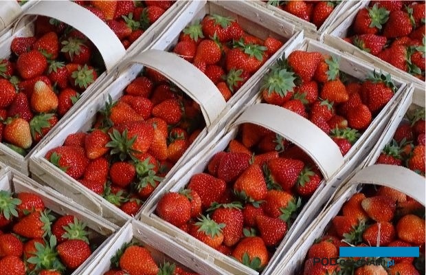 Zbiory truskawek rozpoczęły sezon na polskie owoce jagodowe