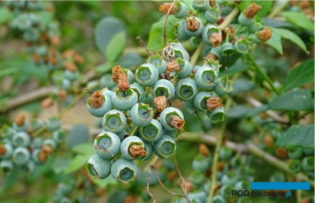 Uprawa borówki pod osłonami to gwarancja najwyższej jakości owoców