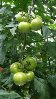 Pomidor Barteza