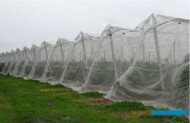 Część plantacji jest zabezpieczona wysokimi osłonami