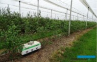 Borówki są zapylane przez pszczoły oraz trzmiele